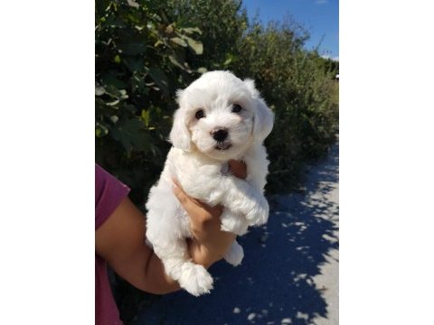 Muhteşem maltese terrier yavrularımız