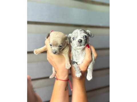 Orjinal chihuahua mavi gözlü yavru
