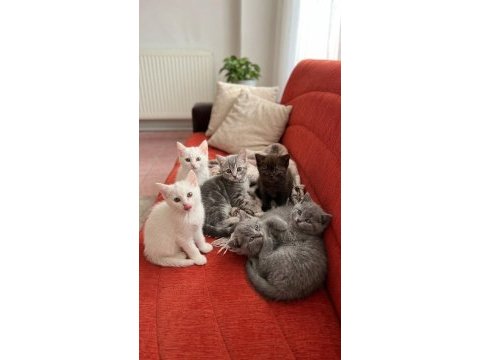 Bakmadan geçmeyin british shorthair yavrularımıza