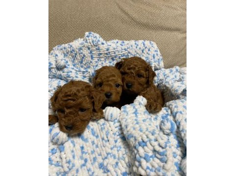 Irk sağlık ve kilo garantili safkan poodle bebeğim