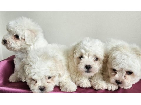 Mini boy maltese minikler