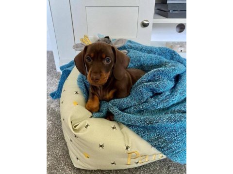 Mini dachshund sosik köpekler yuvaya hazır
