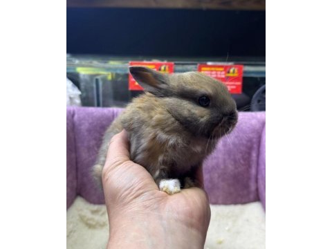 Cüce netherland dwarf tavşan yavrularımız