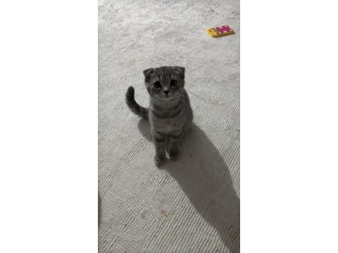 Güzellik scottish fold
