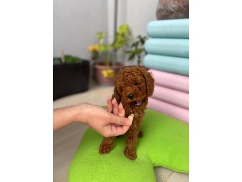 Toy poodle 3 aylık yavrular