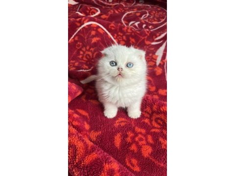 Scottish fold lekesiz beyaz erkek