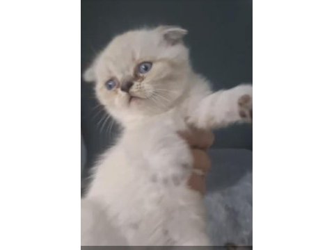 British ve scottish fold kardeşler teslime hazır