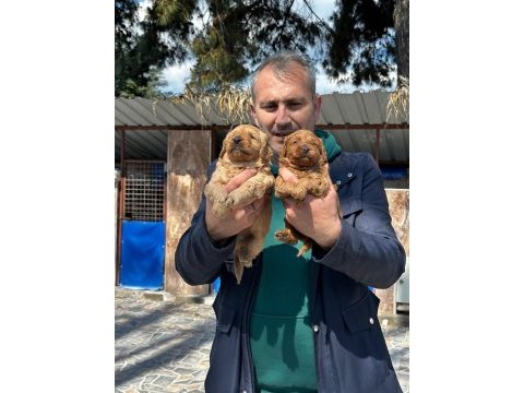Sevimli maltipoo yavrularımız
