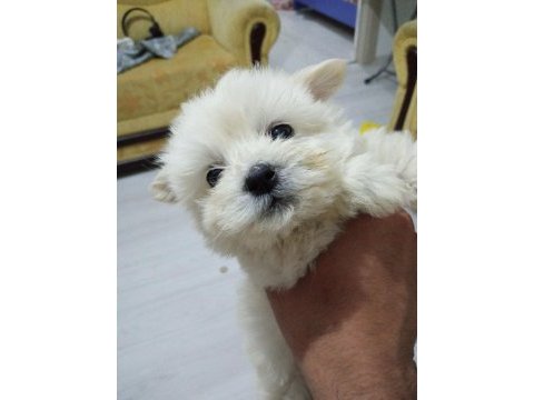 Orijinal ırk malta terrier