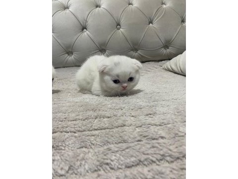 Scottish fold yeni yuvalarına gitmeye bekliyorlar