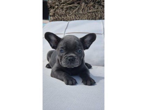 Blue eye french bulldog çiftlikten 
