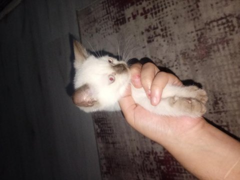 3 aylık dişi siyam