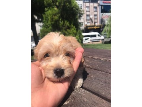 En microsu en özeli benim olsun isteyenlere poodle