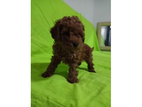 Toy poodle yavrularımız