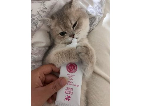 4.5 aylık dişi chinchilla