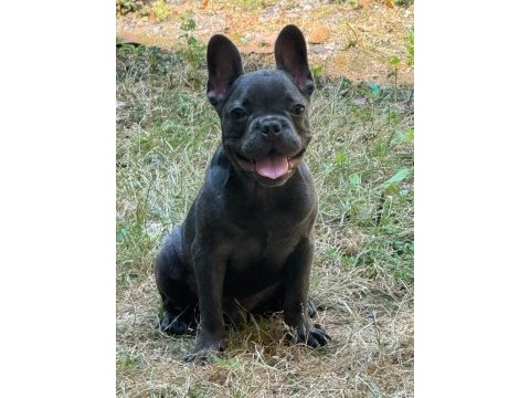 French bulldog safkan blue fransız bulldog safkan blue