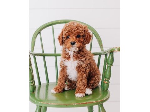 Cavapoo bebeklerimiz üst kalite