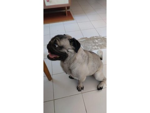 Pug aşıları tam