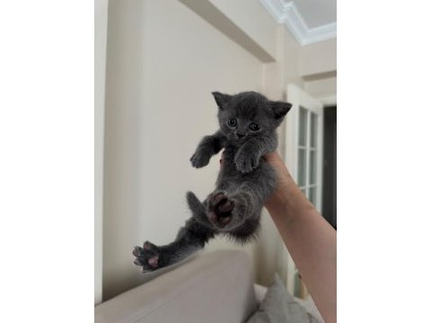 British shorthair yavrular