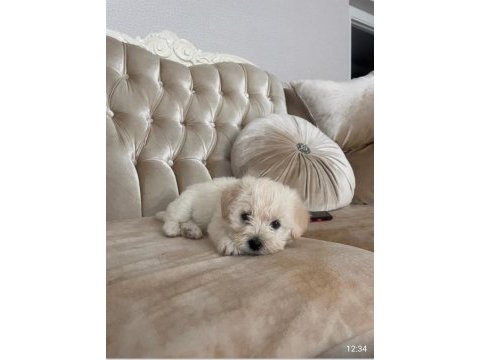 Mattlese terrier 50 günlük