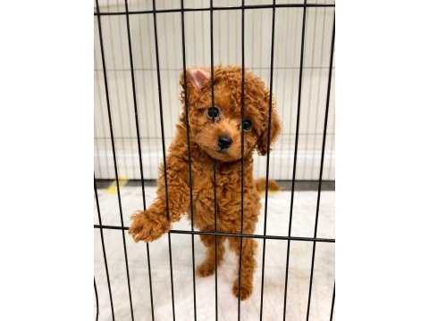 Göz alıcı güzellikte teacup dişi poodle