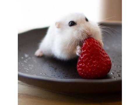 Her bütçeye uygun hamster setleri aynı gün adrese teslim