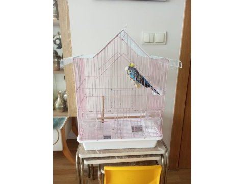 Yavru yapmış büyütmüş muhabbet kuşları