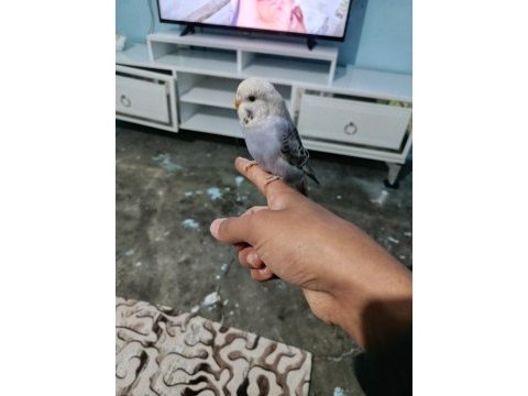 Yavru muhabbet kuşu
