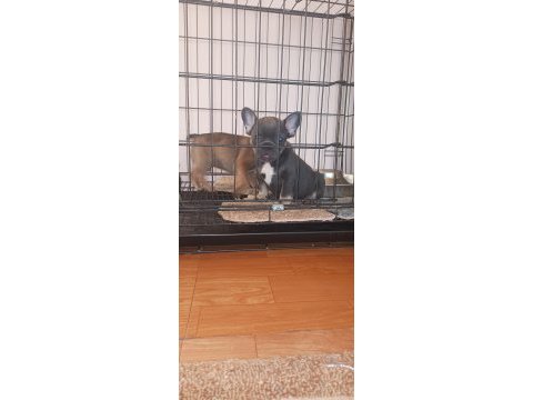 Bluetan - sabletan french bulldog