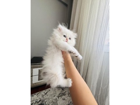 British longhair golden point