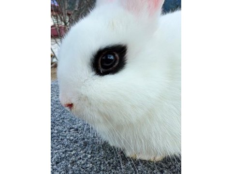 Hollanda cüce yavru tavşan (hotot)