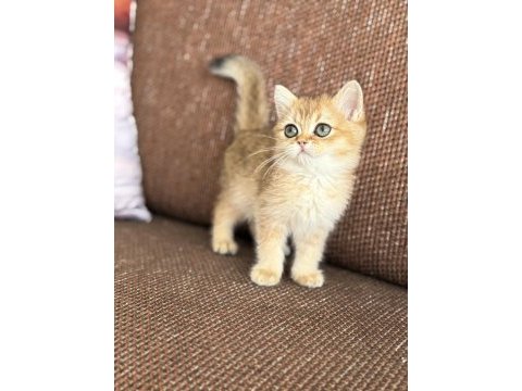 Efsane güzellikte british shorthair bebekler