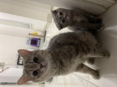 Scottish fold yavru