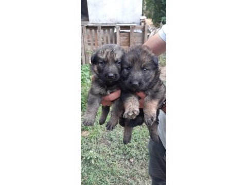 Alman kurdu yavruları sable siyah ve normal renk