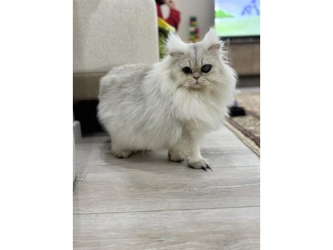 Kısırlaştırma şartıyla ücretsiz aşırı sevecen kedidir