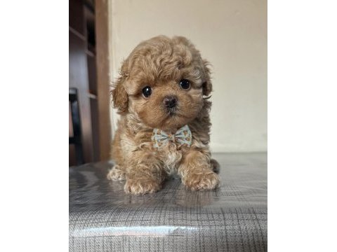 Mıcro boy ayı surat toy poodle erkek yavru