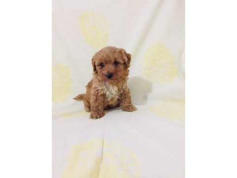 Maltipoo minik canlar ev doğumlu