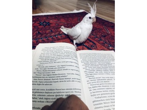 Yavru sultan papağanları