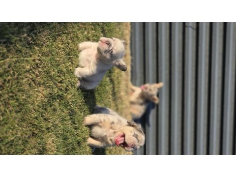 Big rope fluffy french bulldog yavrularım