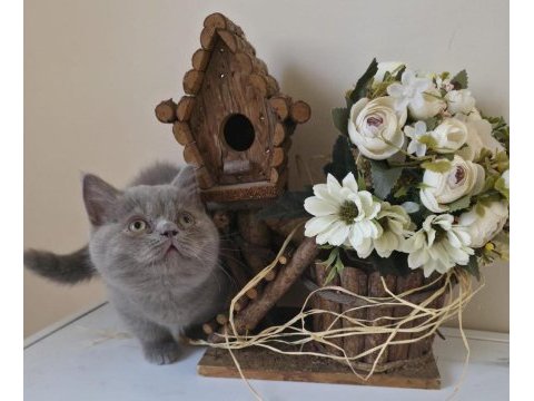 Munchkın cüce kedimiz