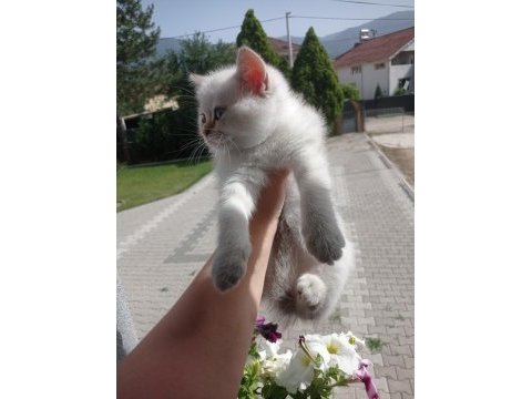 Dişi brıtısh shorthaır