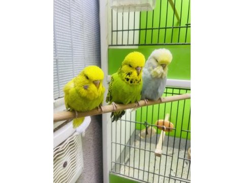 Show jumbo muhabbet kuşlar