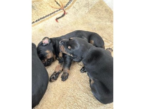 King doberman yavruları