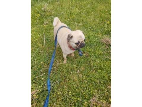 Evde çocuk olduğu için veriyoruz pug