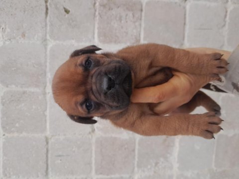 Çok tatlı boxer yavrum