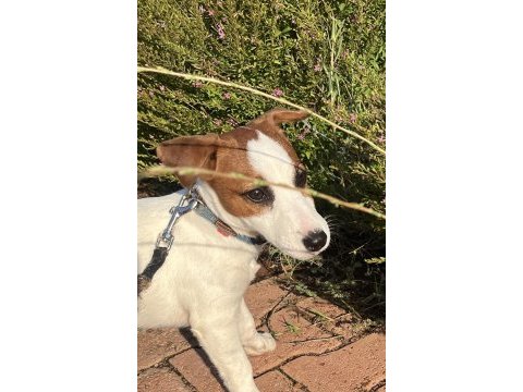 Safkan tr de nadir jack russell 120 günlük erkek