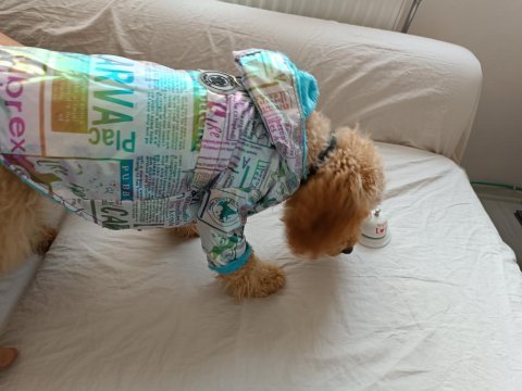 Wc eğitimli 6 aylık toy poodle şans