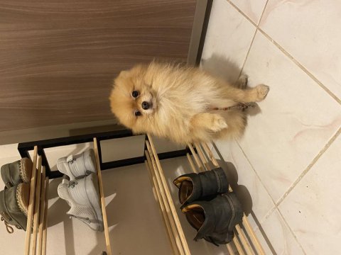 Yetişkin tilki surat pomeranian