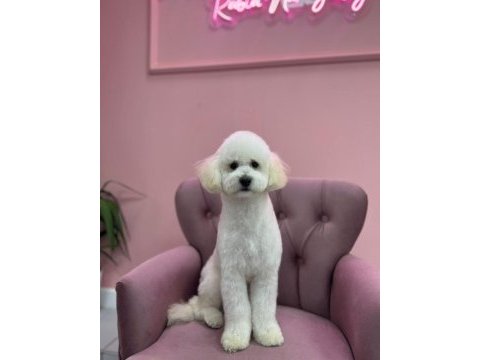 Ücretsiz minyatür poodle
