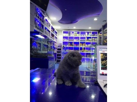 Scottish fold yavrularımız